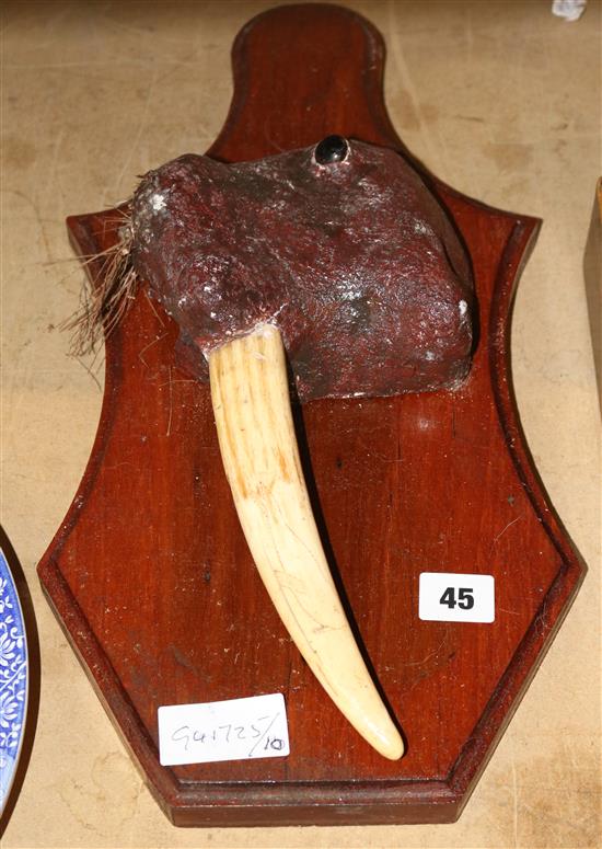 Model of a walrus